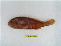 藏品(銀彭納石首魚)的圖片